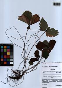 Fragaria × ananassa (Weston) Rozier, Siberia, Altai & Sayany Mountains (S2) (Russia)