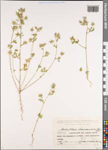 Malvalthaea × transcaucasica (Sosn.) Iljin, Caucasus, Azerbaijan (K6) (Azerbaijan)