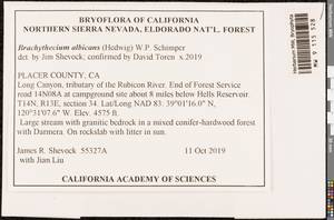 Brachythecium albicans (Hedw.) Schimp., Bryophytes, Bryophytes - America (BAm) (United States)