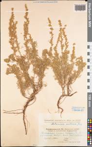 Artemisia austriaca Jacq., Eastern Europe, North Ukrainian region (E11) (Ukraine)