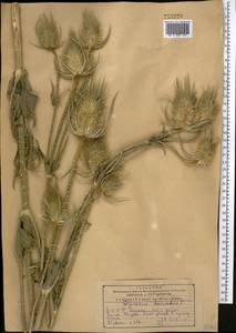 Dipsacus laciniatus L., Middle Asia, Kopet Dag, Badkhyz, Small & Great Balkhan (M1) (Turkmenistan)