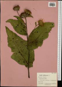 Inula helenium L., Eastern Europe, Central region (E4) (Russia)