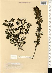 Chamaecytisus lindemannii (Krecz.) Klásk., Caucasus, Black Sea Shore (from Novorossiysk to Adler) (K3) (Russia)