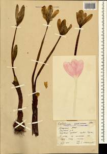Colchicum speciosum Steven, Caucasus, Abkhazia (K4a) (Abkhazia)