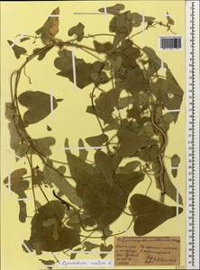 Cynanchum acutum L., Caucasus, Dagestan (K2) (Russia)