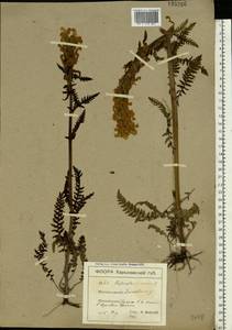 Pedicularis kaufmannii Pinzger, Eastern Europe, North Ukrainian region (E11) (Ukraine)