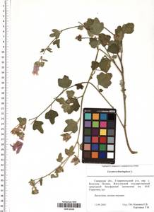 Malva thuringiaca subsp. thuringiaca, Eastern Europe, Middle Volga region (E8) (Russia)