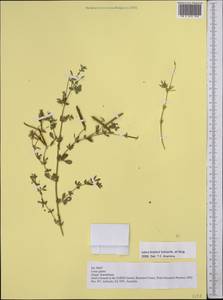 Lotus krylovii Schischkin & Serg., Middle Asia, Middle Asia (no precise locality) (M0) (Not classified)