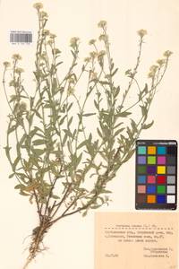 Berteroa incana (L.) DC., Eastern Europe, Middle Volga region (E8) (Russia)