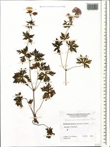 Geranium pratense L., Caucasus, Stavropol Krai, Karachay-Cherkessia & Kabardino-Balkaria (K1b) (Russia)