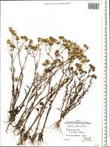 Senecio glaucus subsp. coronopifolius (Maire) C. Alexander, Eastern Europe, Lower Volga region (E9) (Russia)