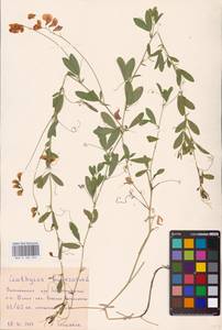 Lathyrus tuberosus L., Eastern Europe, Central forest-and-steppe region (E6) (Russia)