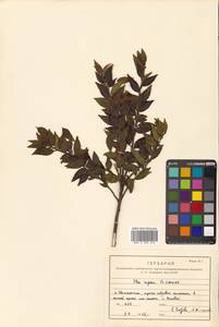 Ilex rugosa F.Schmidt, Siberia, Russian Far East (S6) (Russia)