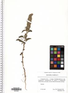 Amaranthus retroflexus L., Eastern Europe, Middle Volga region (E8) (Russia)