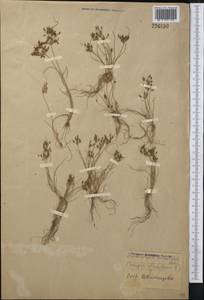 Fimbristylis dichotoma (L.) Vahl, Middle Asia, Middle Asia (no precise locality) (M0) (Not classified)