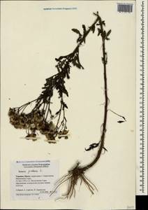 Jacobaea vulgaris subsp. vulgaris, Crimea (KRYM) (Russia)