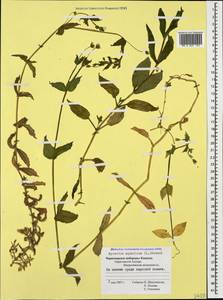 Stellaria aquatica (L.) Scop., Caucasus, Black Sea Shore (from Novorossiysk to Adler) (K3) (Russia)