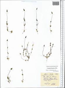 Comastoma tenellum (Rottb.) Toyok., Siberia, Chukotka & Kamchatka (S7) (Russia)