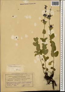 Nepeta betonicifolia C.A.Mey., Caucasus, Azerbaijan (K6) (Azerbaijan)
