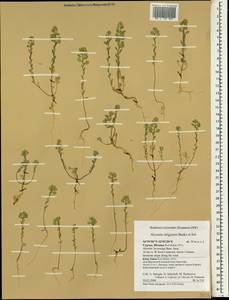 Alyssum strigosum Banks & Sol., South Asia, South Asia (Asia outside ex-Soviet states and Mongolia) (ASIA) (Cyprus)