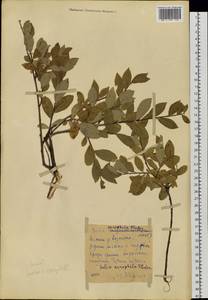 Salix bebbiana Sarg., Siberia, Altai & Sayany Mountains (S2) (Russia)