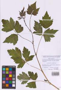 Rubus caesius L., Eastern Europe, Moscow region (E4a) (Russia)