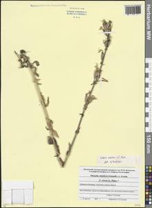 Silene viscosa (L.) Pers., Caucasus, Stavropol Krai, Karachay-Cherkessia & Kabardino-Balkaria (K1b) (Russia)