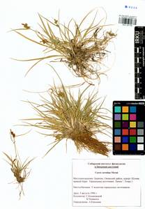 Carex oederi var. oederi, Siberia, Baikal & Transbaikal region (S4) (Russia)