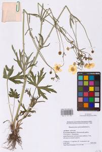 Ranunculus polyanthemos L., Eastern Europe, Central region (E4) (Russia)