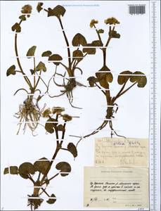 Caltha palustris var. sibirica Regel, Siberia, Yakutia (S5) (Russia)