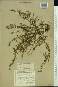 Lythrum hyssopifolia L., Eastern Europe, South Ukrainian region (E12) (Ukraine)