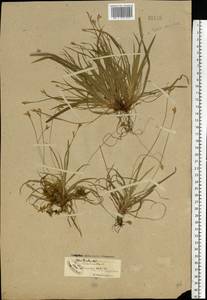 Carex ornithopoda Willd., Eastern Europe, North-Western region (E2) (Russia)