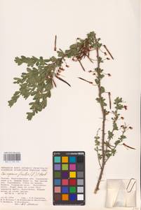 Caragana frutex (L.) K.Koch, Eastern Europe, Lower Volga region (E9) (Russia)