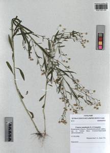 Erigeron canadensis L., Siberia, Altai & Sayany Mountains (S2) (Russia)