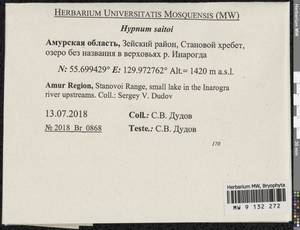 Hypnum saitoi Ando, Bryophytes, Bryophytes - Russian Far East (excl. Chukotka & Kamchatka) (B20) (Russia)
