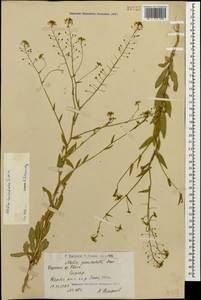 Neslia paniculata subsp. thracica (Velen.) Bornm., Caucasus, Armenia (K5) (Armenia)