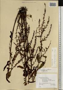 Rumex conglomeratus Murray, Eastern Europe, North-Western region (E2) (Russia)