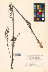 MHA 0 162 310, Pedicularis sibirica Vved., Eastern Europe, Eastern region (E10) (Russia)