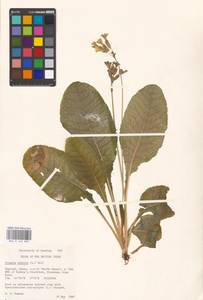 Primula elatior (L.) L., Western Europe (EUR) (United Kingdom)