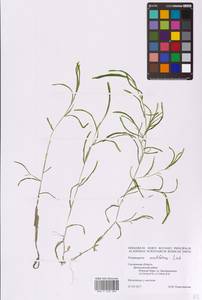 Potamogeton acutifolius Link, Eastern Europe, Western region (E3) (Russia)