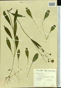 Succisella inflexa (Kluk) Beck, Eastern Europe, West Ukrainian region (E13) (Ukraine)