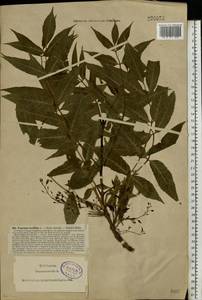 Fraxinus excelsior L., Eastern Europe, North-Western region (E2) (Russia)