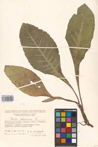 Inula helenium L., Eastern Europe, Moscow region (E4a) (Russia)