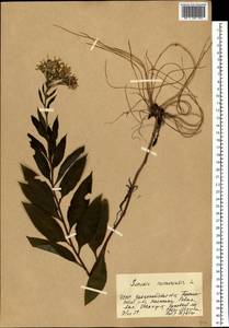 Senecio nemorensis L., Eastern Europe, West Ukrainian region (E13) (Ukraine)