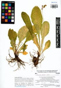 Primula elatior subsp. pallasii (Lehm.) W. W. Sm. & Forrest, Siberia, Baikal & Transbaikal region (S4) (Russia)