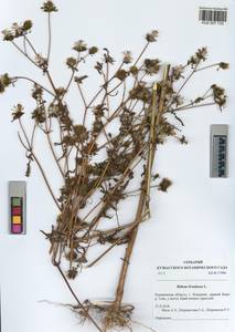 Bidens frondosa L., Siberia, Altai & Sayany Mountains (S2) (Russia)