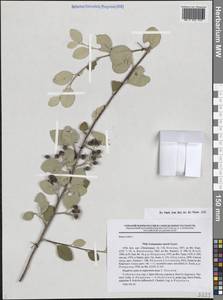 Cotoneaster suavis Pojark., Middle Asia, Western Tian Shan & Karatau (M3) (Uzbekistan)