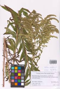 Solidago canadensis L., Eastern Europe, Central forest region (E5) (Russia)