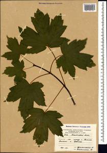 Acer heldreichii subsp. trautvetteri (Medvedev) A. E. Murray, Caucasus, South Ossetia (K4b) (South Ossetia)