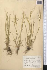 Aegilops triuncialis L., Middle Asia, Western Tian Shan & Karatau (M3) (Uzbekistan)